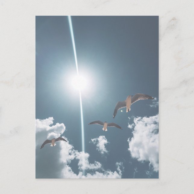 Seagulls Flying Sky Clouds Sun Postkarte (Vorderseite)
