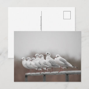 Seagulls-Foto Feiertagspostkarte