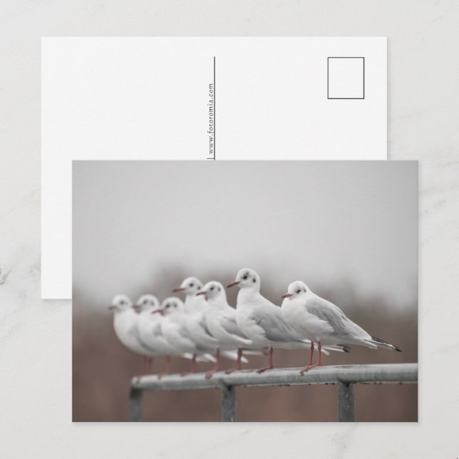 Seagulls-Foto Feiertagspostkarte (Vorne/Hinten)