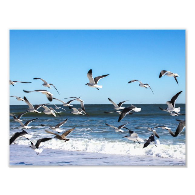 Seagulls-Foto Fotodruck (Vorne)