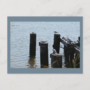 Seagulls Foto Postkarte