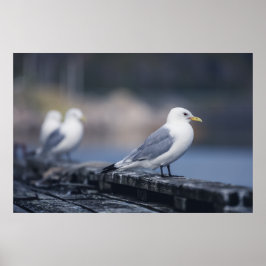 Seagulls Fotografie Poster