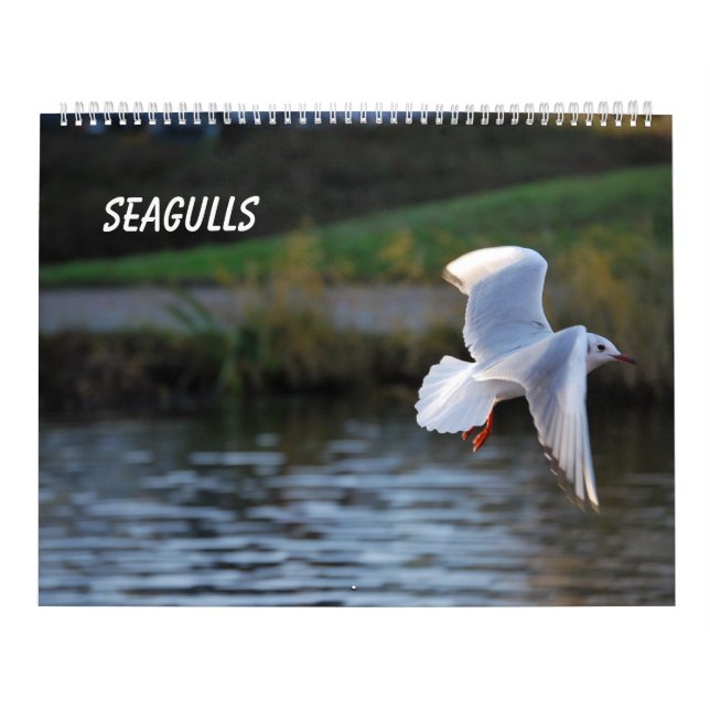 Seagulls Kalender (Titelbild)
