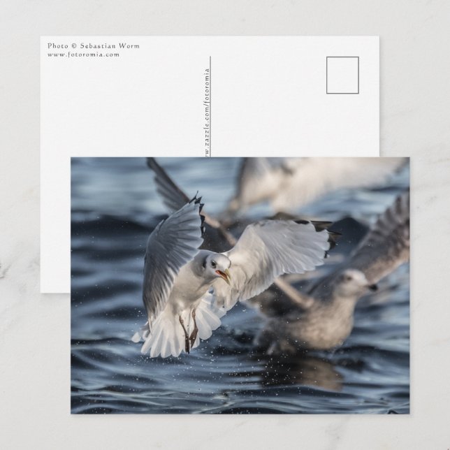 Seagulls Nature Foto Postkarte (Vorne/Hinten)