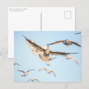 Seagulls Nature Foto Postkarte