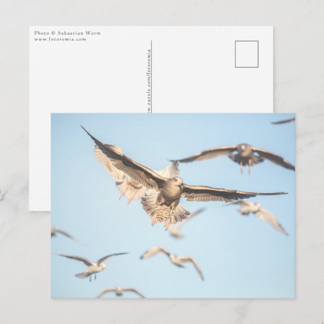 Seagulls Nature Foto Postkarte (Vorne/Hinten)