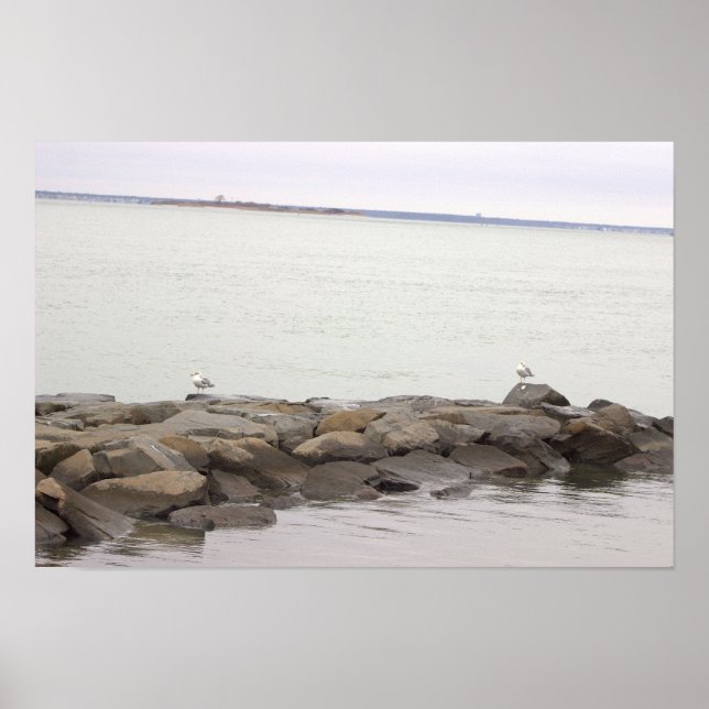 Seagulls on Rocks Poster (Vorne)