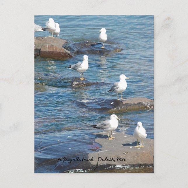 Seagulls Perch, Seagulls Perch Duluth, MN Postkarte (Vorderseite)