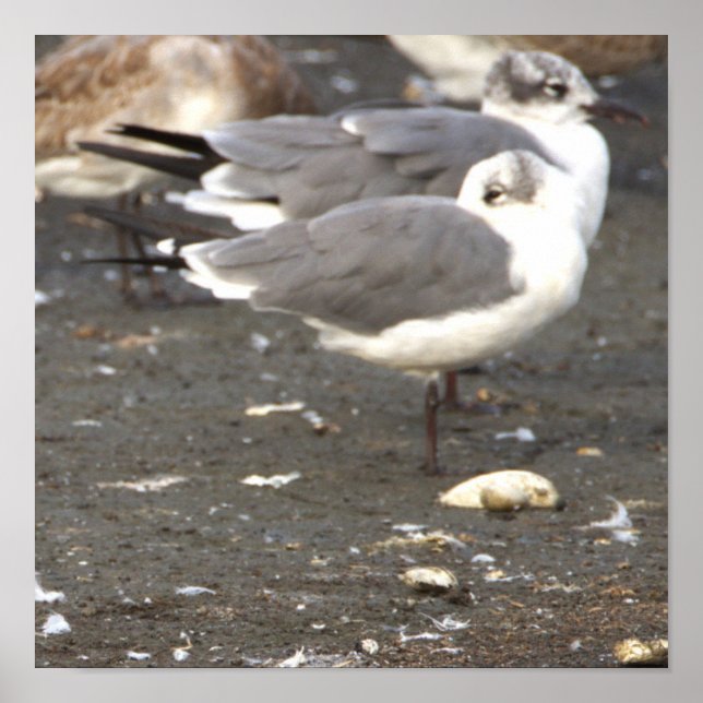 Seagulls Photo Poster (Vorne)