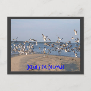 Seagulls Postcard, Ocean View, Delaware Postkarte