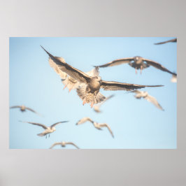 Seagulls Poster
