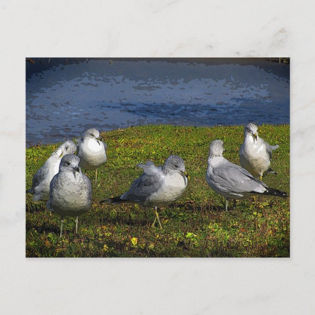 Seagulls Postkarte (Vorderseite)