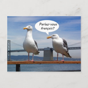 Seagulls sprechen Französisch Postkarte