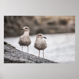 Seagulls Wildlife Foto Poster