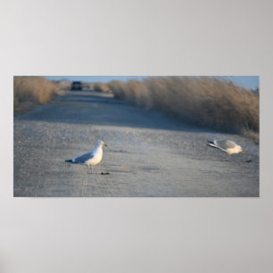 Seaguls auf dem Poster "Wildlife Drive"