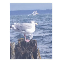 Seaguls in Port Townsend