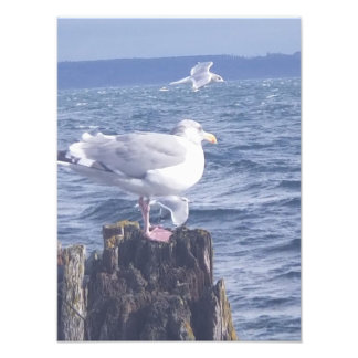 Seaguls in Port Townsend Fotodruck