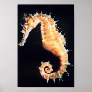 Seahorse - Hippocampus sp. Poster