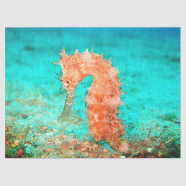Seahorse tropical carribean turquoise orange  seidenpapier (Vorderseite)