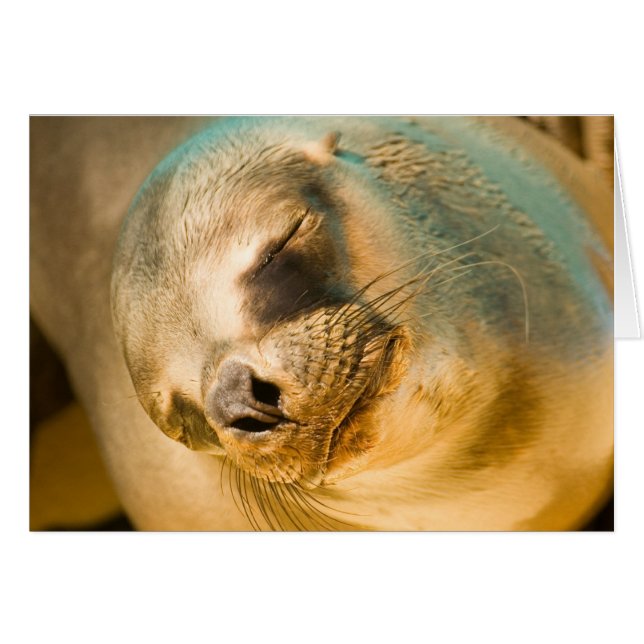 Sealion (Vorderseite (Horizontal))