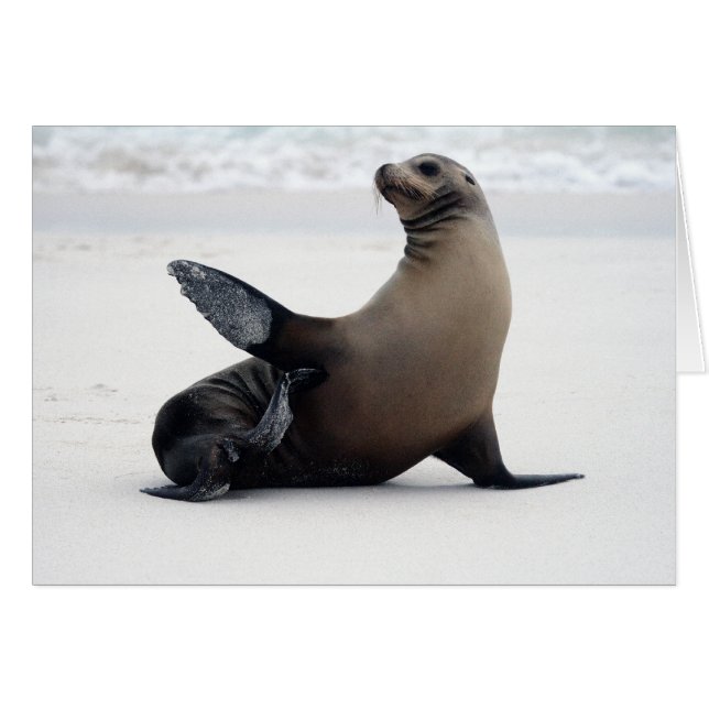 Sealion (Vorderseite (Horizontal))