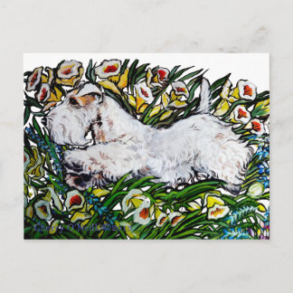 Sealyham Terrier Daffodils Postkarte
