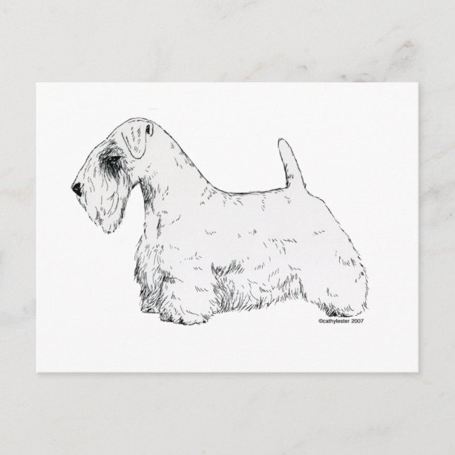 Sealyham Terrier Postkarte (Vorderseite)