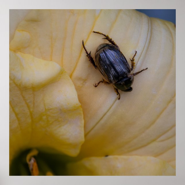 Searching Poster (Vorne)