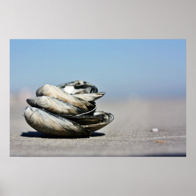 Seaschore Poster (Vorne)