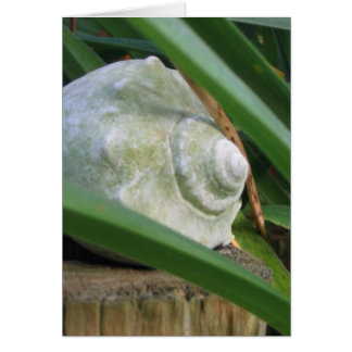Seashell
