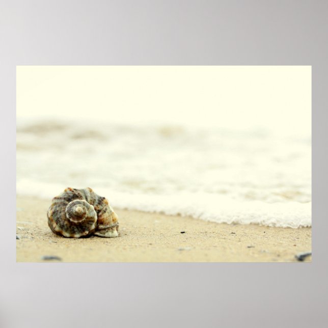 Seashell allein am Strand Poster (Vorne)