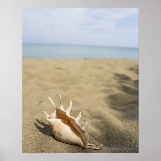 Seashell am Sandstrand Poster
