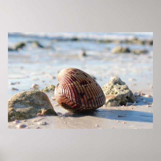 Seashell am Strand Poster (Vorne)