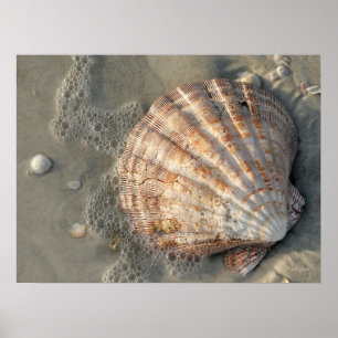 Seashell am Strandplakat Poster