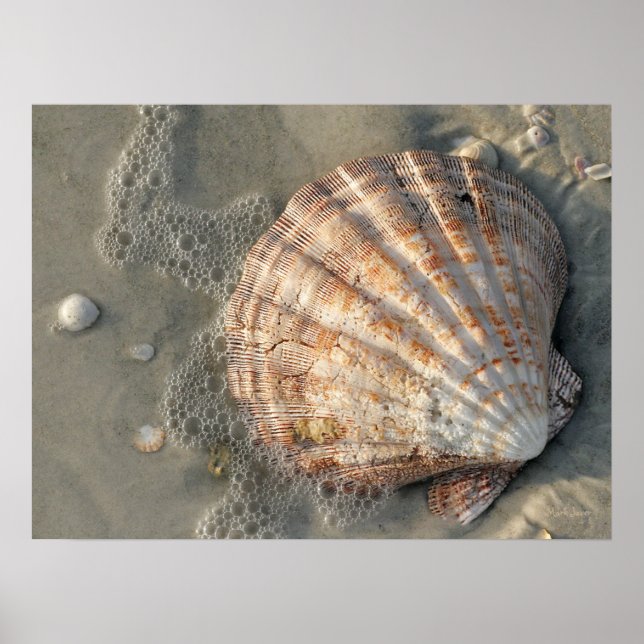 Seashell am Strandplakat Poster (Vorne)