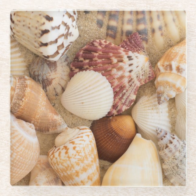 Seashell-Anordnung Glasuntersetzer (Vorderseite)