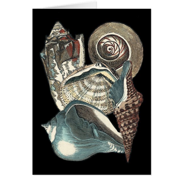 Seashell Anthology (Vorne)