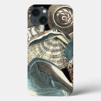 Seashell Anthology