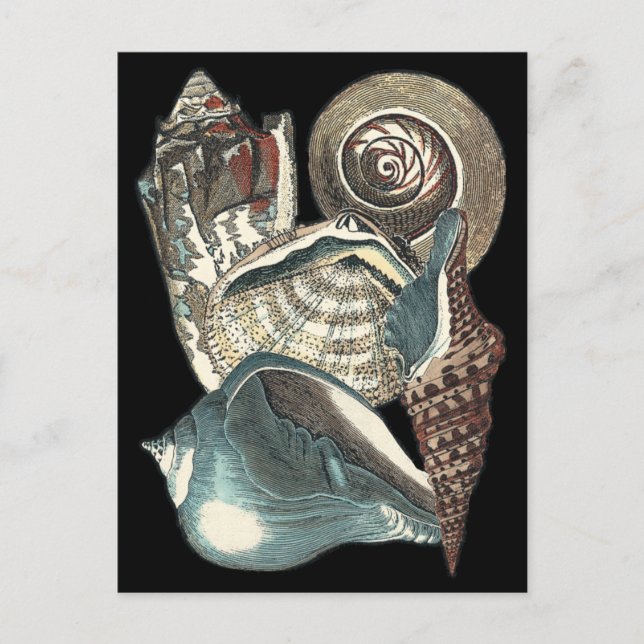 Seashell Anthology Postkarte (Vorderseite)