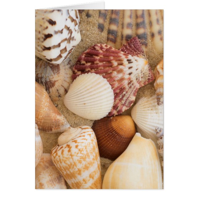 Seashell-Arrangement (Vorne)