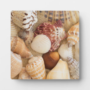 Seashell-Arrangement Fotoplatte