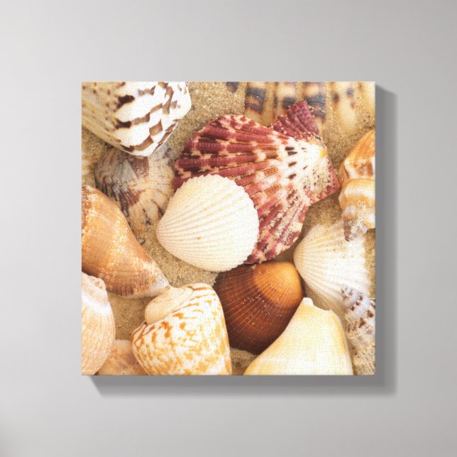 Seashell-Arrangement Leinwanddruck (Vorderseite)