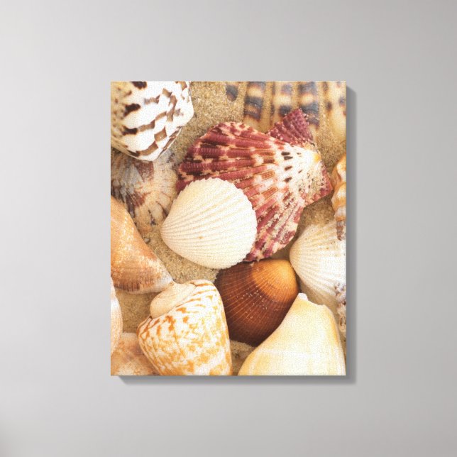 Seashell-Arrangement Leinwanddruck (Vorderseite)