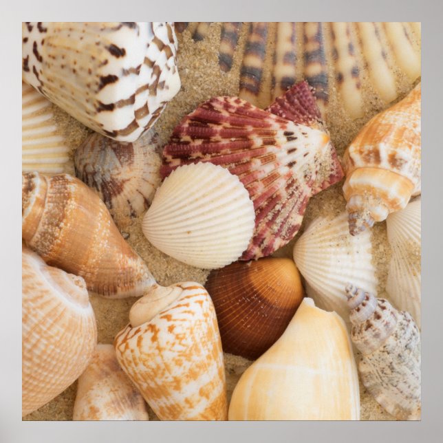 Seashell-Arrangement Poster (Vorne)