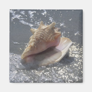 Seashell auf Insel des Strand-  Sanibel, Florida Magnet