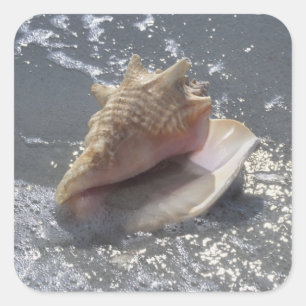 Seashell auf Insel des Strand-  Sanibel, Florida Quadratischer Aufkleber