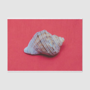 Seashell auf rotem Hintergrund Seidenpapier
