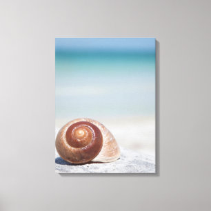 Seashell auf St. Petersburg des Strand- , Florida Leinwanddruck