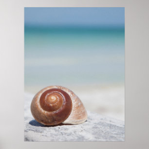 Seashell auf St. Petersburg des Strand- , Florida Poster