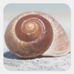 Seashell auf St. Petersburg des Strand- , Florida Quadratischer Aufkleber
